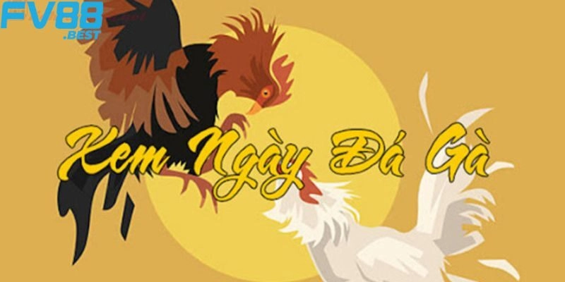 Hướng dẫn cách xem ngày đá gà điều được nhiều người áp dụng
